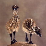 Two taxidermied emu chicks looking at you