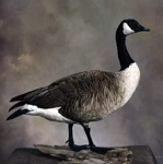 Taxidermied Giant Canada Goose