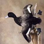 Mounted Greater Scaup, banking left turn