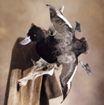 Taxidermied Greater Scaup, banking, head-on