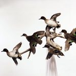 Mounted Flock of Green-winged Teal