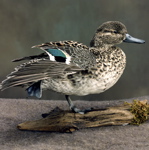 Taxidermied Green-wing Teal
