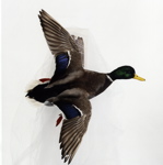 Mounted Mallard banking