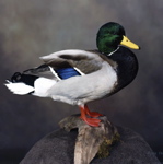 Mounted Mallard, standing