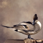 Taxidermied Northern Pintail, standing
