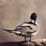 Mounted Northern Pintail, preening
