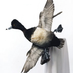Mounted flying Ring-necked Duck