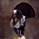 Mounted strutting turkey looking at you