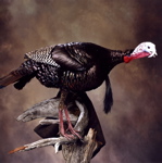 Taxidermied gobbling turkey