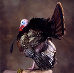 Taxidermied strutting turkey passing by