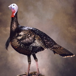Taxidermied Wild turkey, standing