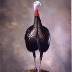 Mounted Wild-Turkey, head-on