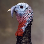 close-up of mounted Wild Turkey head
