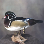 Mounted Standing Wood Duck