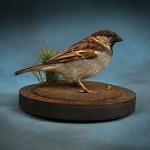 English House Sparrow mounted
