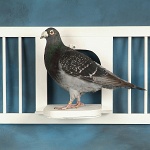 Homing Pigeon in Coop