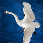 Mute Swan--flying back out left turn
