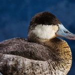 Ruddy Duck--swimming, view 1