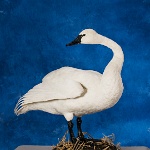 Tundra Swan-- looking back, view 1