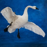 Tundra Swan--wings cupped
