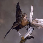 Taxidermied American Woodcock, head-on view