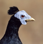 Mounted Bornean-Crested Fireback close-up of head