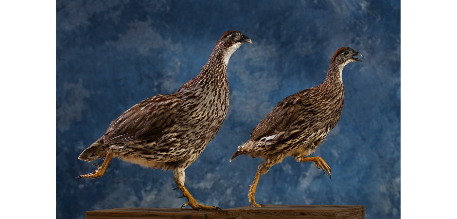 taxidermy mount Erkels Francolins running