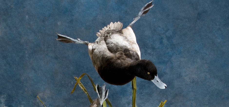 Lesser scaup diving