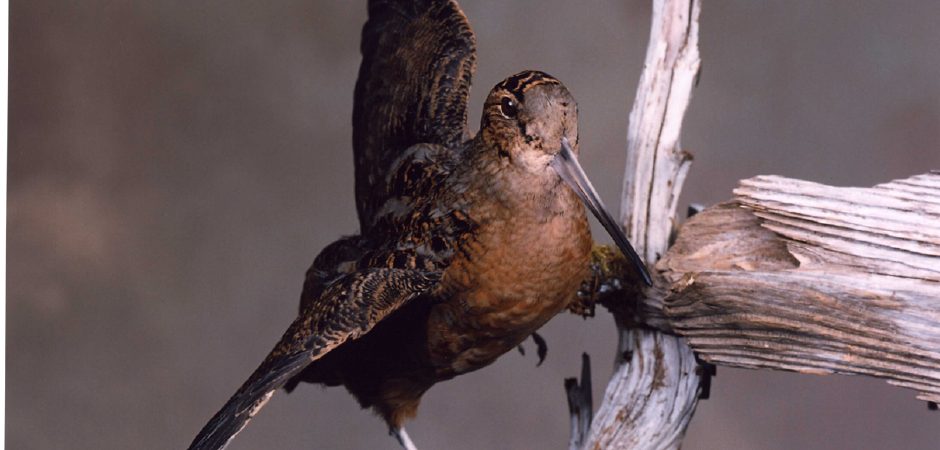 American woodcock taxidermy mount 
