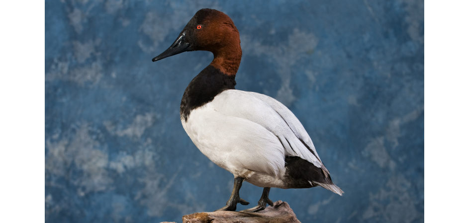 Canvasback standing taxidermny mount