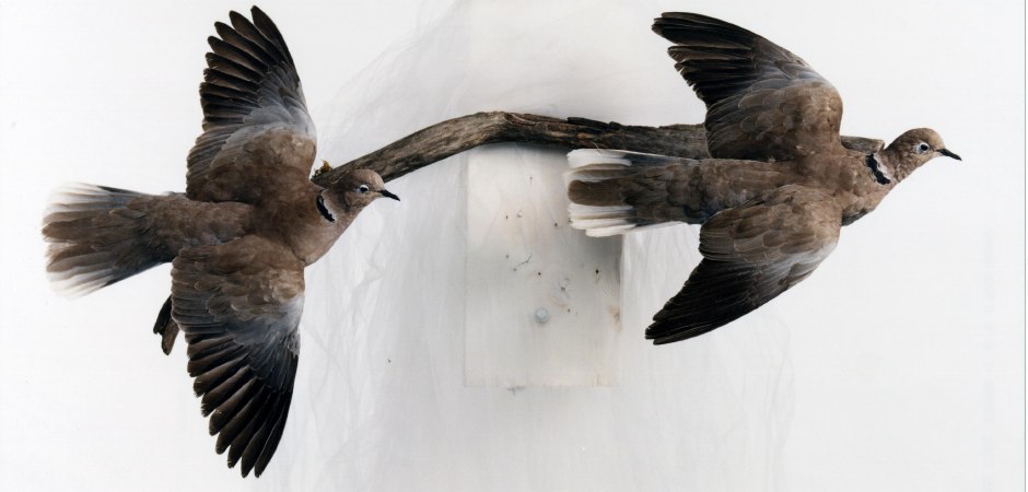 Pair of Eurasian collared doves taxidermy mount 