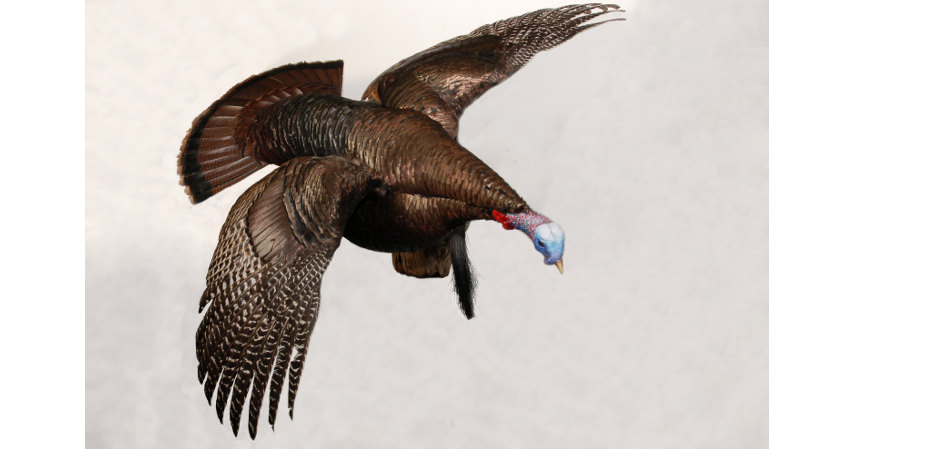 wild turkey in flight taxidermy mount