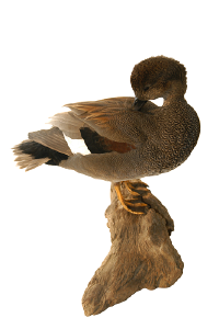 Gadwall_preening_md