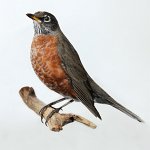 American Robin