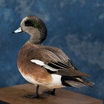 American Wigeon--standing, left turn