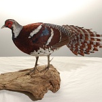 Elliott's Pheasant (27)