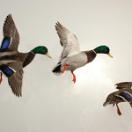 Group of Flying and landing Mallards