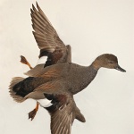 Gadwall banking