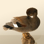 Gadwall preening (duck)