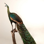 Java Green Peafowl (pheasant) (5)