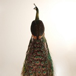 Java Green Peafowl (pheasant) back