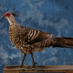 Kalij Pheasant--standing, walking, left turn