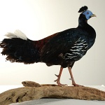 Malayan Crested Fireback -walking (62)