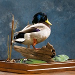 Mallard--standing with pond scenery