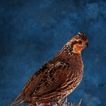 Northern Bobwhite Quail