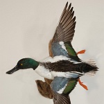 Northern Shoveler banking