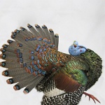 Ocellated Turkey--full strut, right turn; view 1