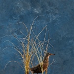 Virginia Rail--walking in marsh scene; view 1