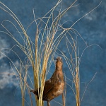 Virginia Rail--walking in marsh scene 2