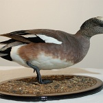 American Wigeon